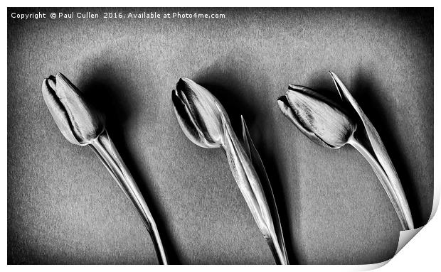 Three Tulips - monochrome Print by Paul Cullen
