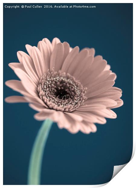 Gerbera Flower Print by Paul Cullen