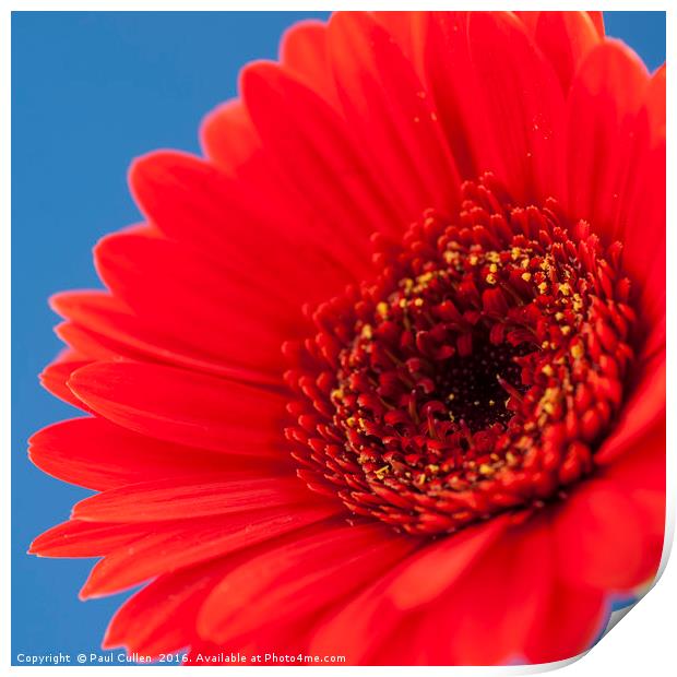 Red Gerbera on Blue - Square. Print by Paul Cullen