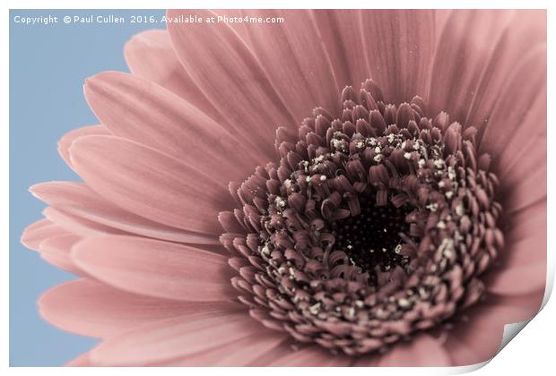 Gerbera Flower Print by Paul Cullen