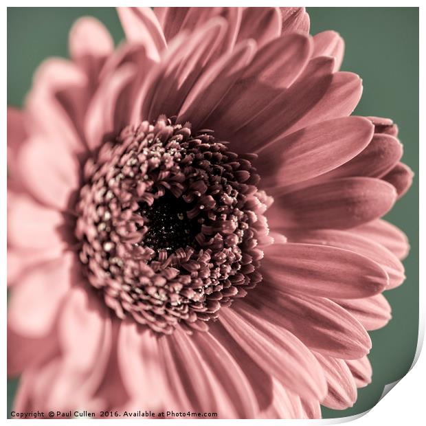 Gerbera in tones of pink and green - Square format Print by Paul Cullen