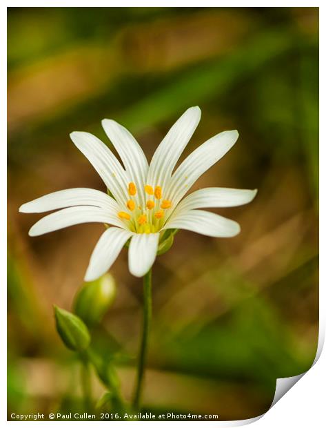 Greater Stitchwort Print by Paul Cullen
