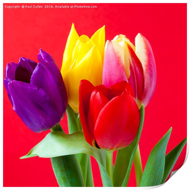 Four coloured Tulips on a red background. Print by Paul Cullen