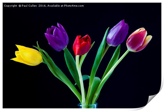 Five colourful Tulips Print by Paul Cullen
