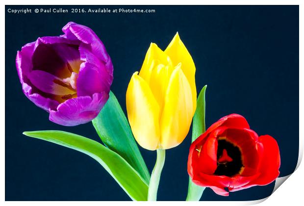 Three colourful Tulips on dark blue background Print by Paul Cullen