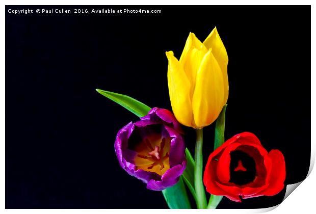 Three colourful Tulips on Black Print by Paul Cullen