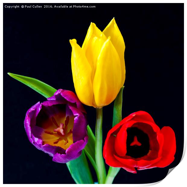 Three colourful Tulips on Black Print by Paul Cullen