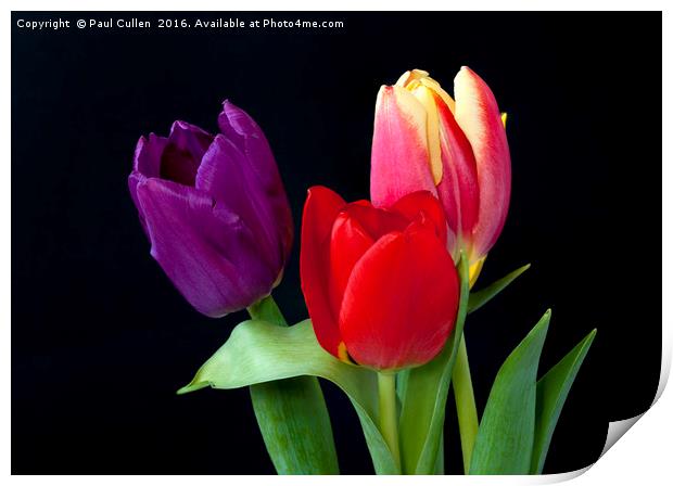 Three colourful Tulips on Black Print by Paul Cullen