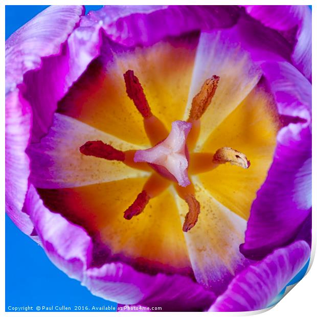 Purple Tulip Detail Print by Paul Cullen