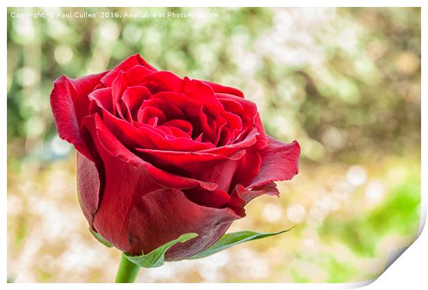 Red Rose on a green diffuse background Print by Paul Cullen