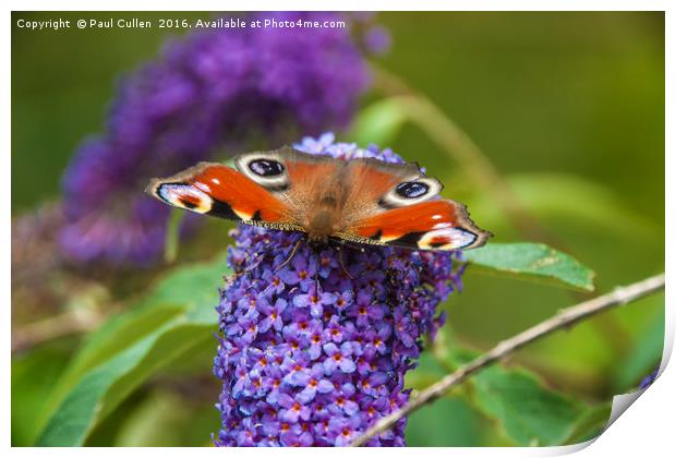 Peacock Butterfly Print by Paul Cullen