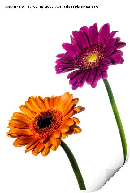 Orange and Pink Gerberas on White Print by Paul Cullen