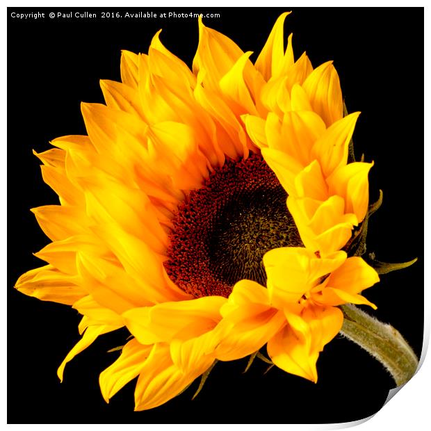Sunflower central on a black background. Print by Paul Cullen
