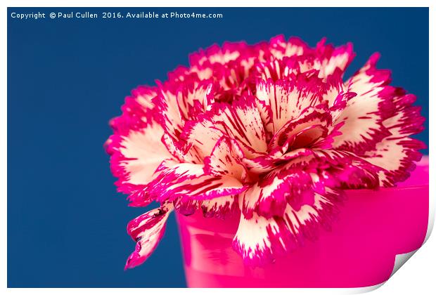 Pink and white Carnation. Print by Paul Cullen