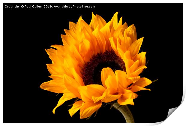 Sunflower  Print by Paul Cullen