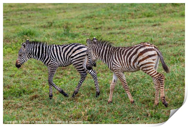 A Pair Of Baby Burchells Zebras Print by Steve de Roeck