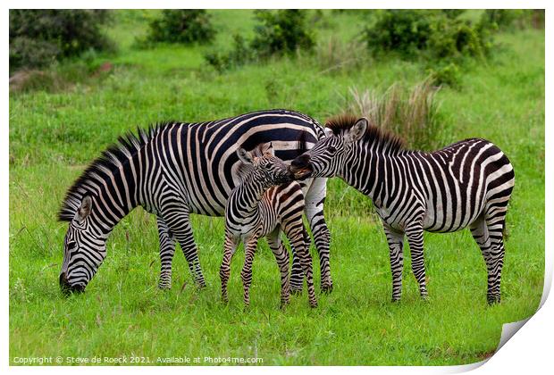 Zebra baby with parents Print by Steve de Roeck