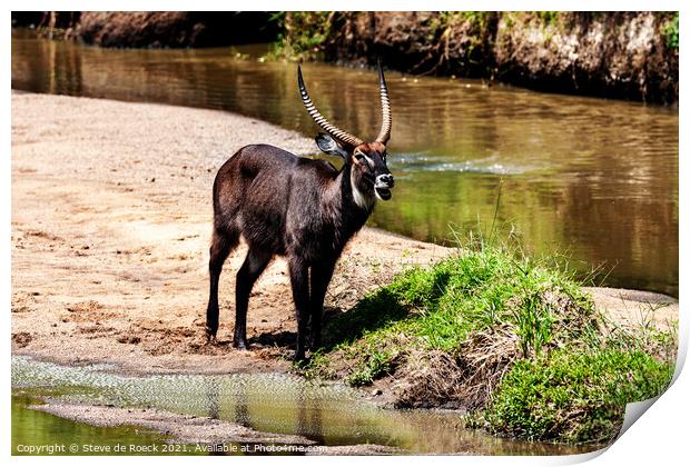 Waterbuck baying for company. Print by Steve de Roeck