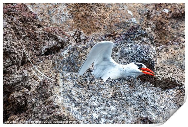 Red Billed Tropicbird about to take off. Print by Steve de Roeck