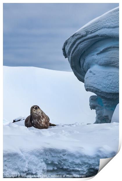 Weddel Seal At Home Print by Steve de Roeck