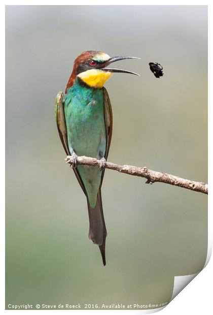 Eurasian Bee Eater With Bee Print by Steve de Roeck