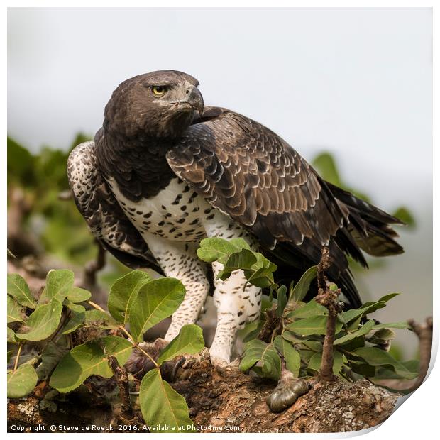 Martial Eagle With Prey (Polemaetus bellicosus) Print by Steve de Roeck