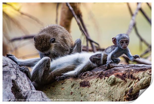 Grooming monkey parents watch their baby go off to play. Print by Steve de Roeck