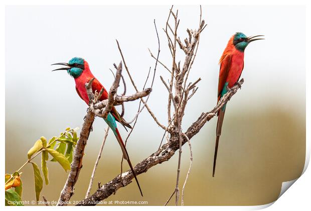 Pair Of Colourful Bee Eaters Print by Steve de Roeck
