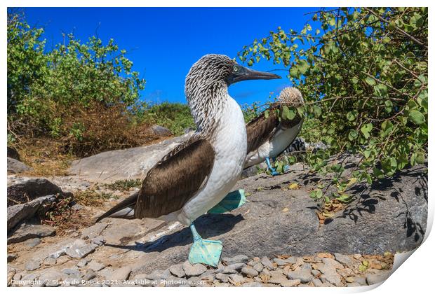 Blue Footed Boobies  Print by Steve de Roeck