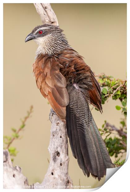 Lark Heeled Cuckoo or White Browed Coucal Print by Steve de Roeck