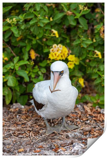 Masked Booby Galapagos Print by Steve de Roeck