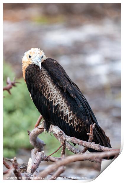 Frigate Bird Juvenile Print by Steve de Roeck