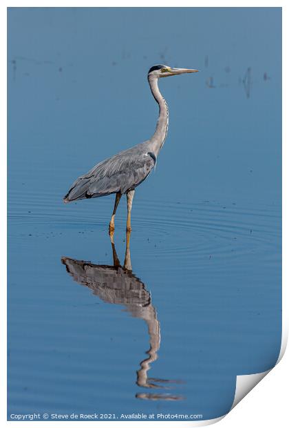 African Grey Heron Print by Steve de Roeck