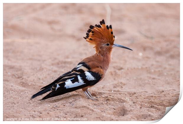 Hoopoe Print by Steve de Roeck