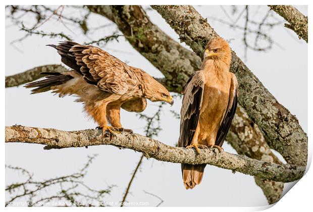 Tawny Eagle Courtship Print by Steve de Roeck