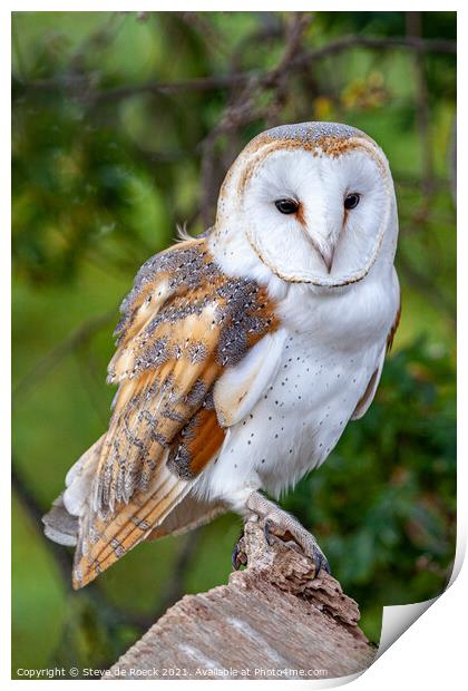 Barn Owl; Tyto alba Print by Steve de Roeck