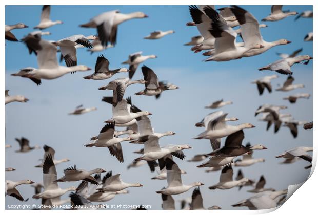 Snow Goose Abstract  Print by Steve de Roeck