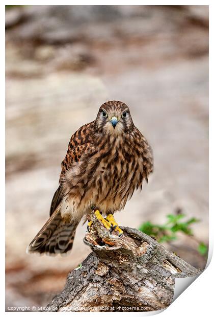 Kestrel Common; Falco tinnunculus Print by Steve de Roeck