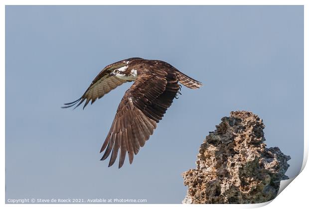 Osprey; Pandion haliaetus Print by Steve de Roeck