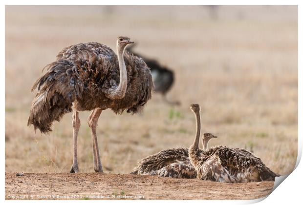 Female Ostrich With Young Print by Steve de Roeck