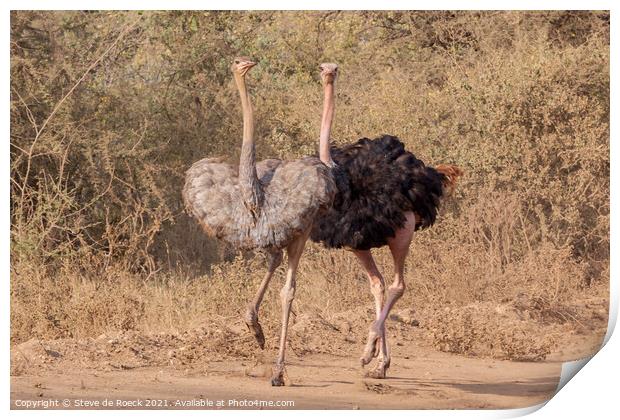 Mating Ostrich Couple Print by Steve de Roeck