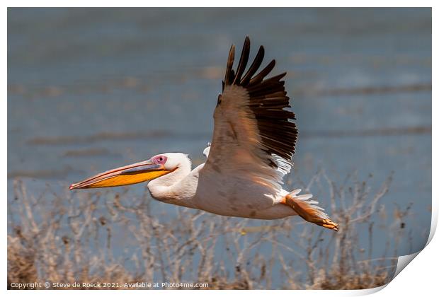 A Great White Pelican flying over a body of water Print by Steve de Roeck