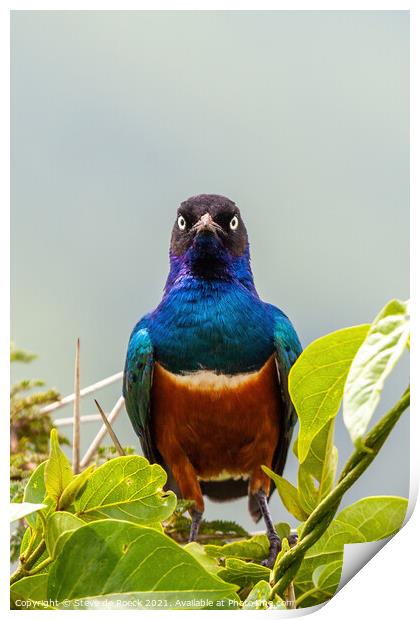 Superb Starling; Lamprotornis superbus Print by Steve de Roeck