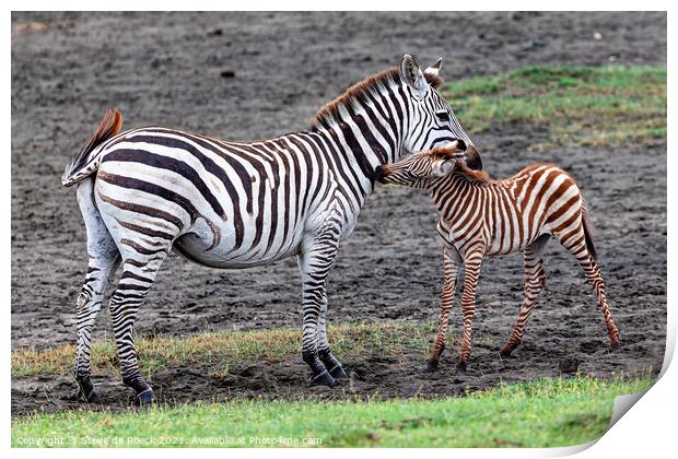 Mother and Baby Zebra Print by Steve de Roeck