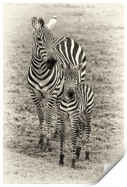 Mother and Baby Zebra pose for the camera Print by Steve de Roeck