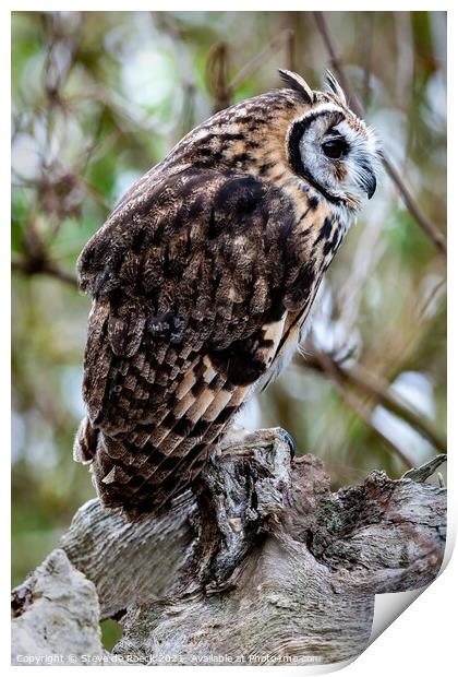 Striped Owl; Asio clamator Print by Steve de Roeck