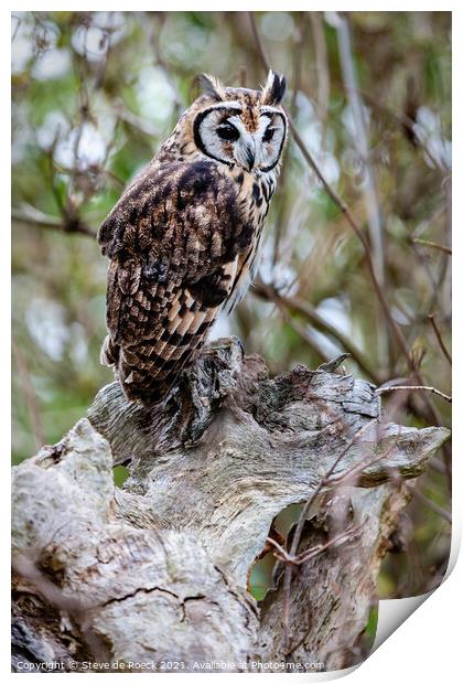 Striped Owl; Asio clamator Print by Steve de Roeck