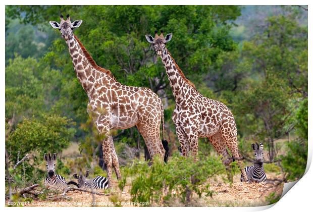 Giraffe & Zebra  Print by Steve de Roeck