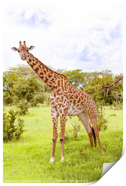 Masai Giraffe. Print by Steve de Roeck