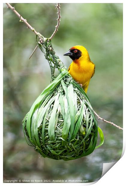 Baglafecht Weaver Bird On Its Nest Print by Steve de Roeck